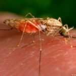 Airport malaria in Germany remains infrequent