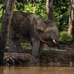 Malaysia: Hope for Borneo’s endangered pygmy elephants