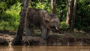 Malaysia: Hope for Borneo’s endangered pygmy elephants