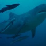 High-tech shark deterrence