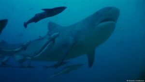 High-tech shark deterrence
