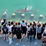 South Korea: Lost shark draws over half a million visitors