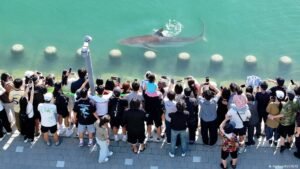 South Korea: Lost shark draws over half a million visitors