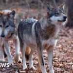Trump signs order to remove endangered species status for grey wolves