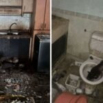 Man who abandoned 71 cats in Bukit Panjang flat given 16 weeks’ jail