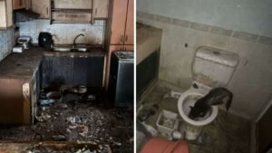 Man who abandoned 71 cats in Bukit Panjang flat given 16 weeks’ jail
