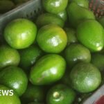 Indian farmers struggle to meet the demand for avocados