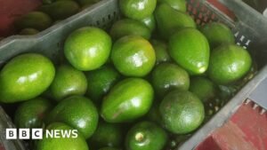 Indian farmers struggle to meet the demand for avocados