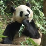 China sends two giant pandas to US
