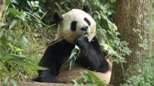 China sends two giant pandas to US
