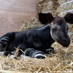 Meet Southeast Asia’s first okapi calf, born at Singapore’s Rainforest Wild Adventure