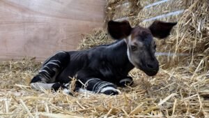 Meet Southeast Asia’s first okapi calf, born at Singapore’s Rainforest Wild Adventure