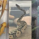 NParks seizes 101 illegally kept wildlife in islandwide raid; 14 animals dead