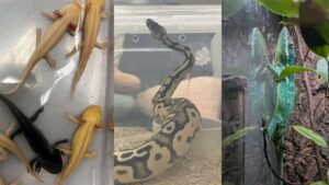 NParks seizes 101 illegally kept wildlife in islandwide raid; 14 animals dead