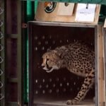 India vows action after first cheetah shot dead