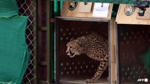 India vows action after first cheetah shot dead