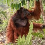 Dozens of orangutans saved from Indonesia blazes