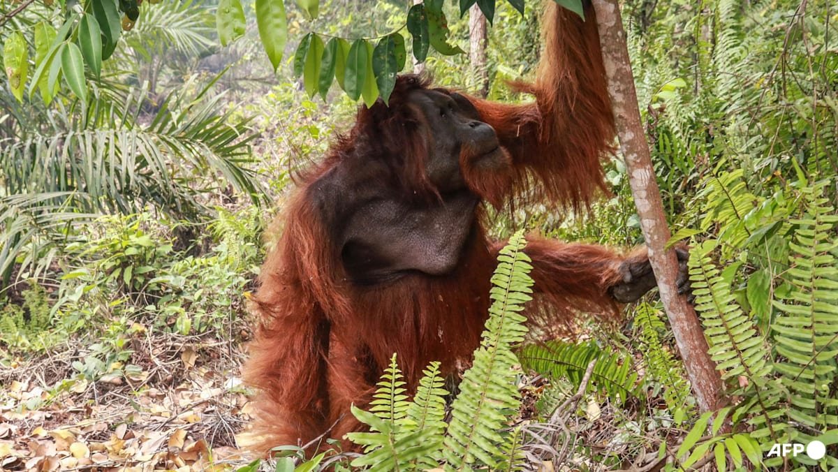 Dozens of orangutans saved from Indonesia blazes