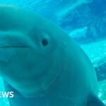The uncertain future of Marineland’s 30 rescued belugas