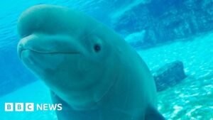 The uncertain future of Marineland’s 30 rescued belugas