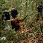 Endangered orangutans released back into the wild after Borneo fires