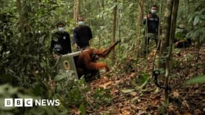 Endangered orangutans released back into the wild after Borneo fires