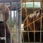 Donegal: Brown bears adjusting to new life in Irish countryside