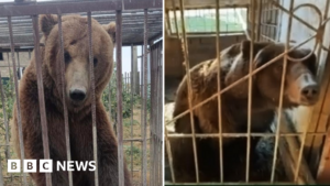 Donegal: Brown bears adjusting to new life in Irish countryside
