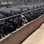 France reports first human Shamonda virus case, says no health risk
