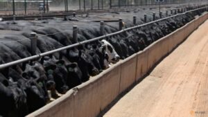 France reports first human Shamonda virus case, says no health risk