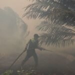 TSH Resources says 274 hotspots detected within estate boundaries were outside operational areas