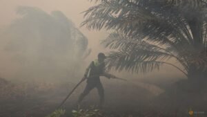 TSH Resources says 274 hotspots detected within estate boundaries were outside operational areas