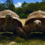 A 194-year-old tortoise, world’s oldest land animal, may hold clues to longer life