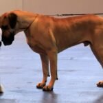 Large dogs age more quickly than small dogs at a molecular level