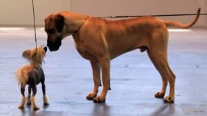 Large dogs age more quickly than small dogs at a molecular level