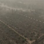 Malaysia’s palm oil industry steps up fire prevention efforts as ‘Godzilla’ El Nino fuels haze woes