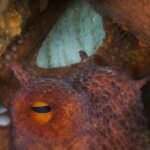 For fishermen, Britain’s climate-driven octopus boom is an opportunity, and a threat