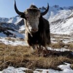 Famous Siberian cave yields remains of yak-like Ice Age mammal