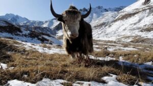 Famous Siberian cave yields remains of yak-like Ice Age mammal