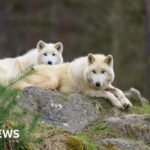 German wolf attack: Girl seriously injured at wildlife park
