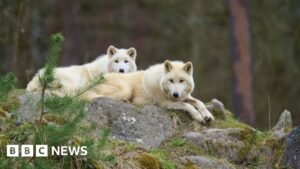German wolf attack: Girl seriously injured at wildlife park