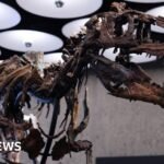 Dinosaur skeleton goes to auction in New York with £4.5m price tag