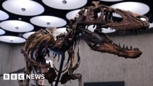 Dinosaur skeleton goes to auction in New York with £4.5m price tag