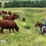 US ranchers wrestle with soaring costs – and their loyalty to Trump