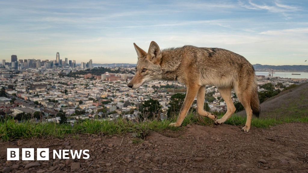 Winning entries for Wildlife Photographer of the Year 2026