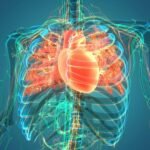 Blood vessels: What happens inside this hidden network?