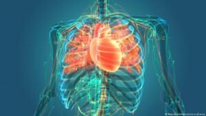 Blood vessels: What happens inside this hidden network?