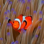 Almost all of world’s coral reefs face critical risk of collapse
