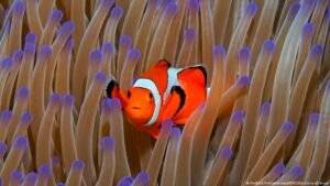 Almost all of world’s coral reefs face critical risk of collapse