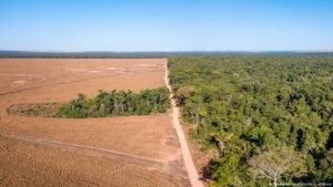 Brazil’s election results could shape the Amazon rainforest and climate around the world